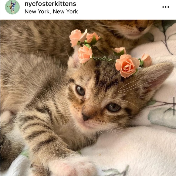 Foster Kitten Love 😻 - Picture 7 of 16